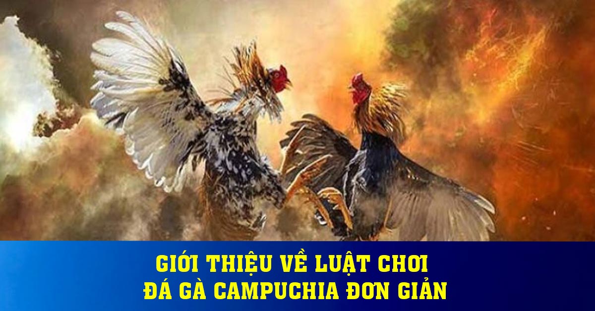 Luật đá gà miền bắc cùng một số thông tin người chơi cần biết